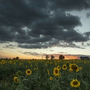 1st Sep 2022 - Sunflowers at Dusk