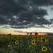 Sunflowers at Dusk by shepherdmanswife