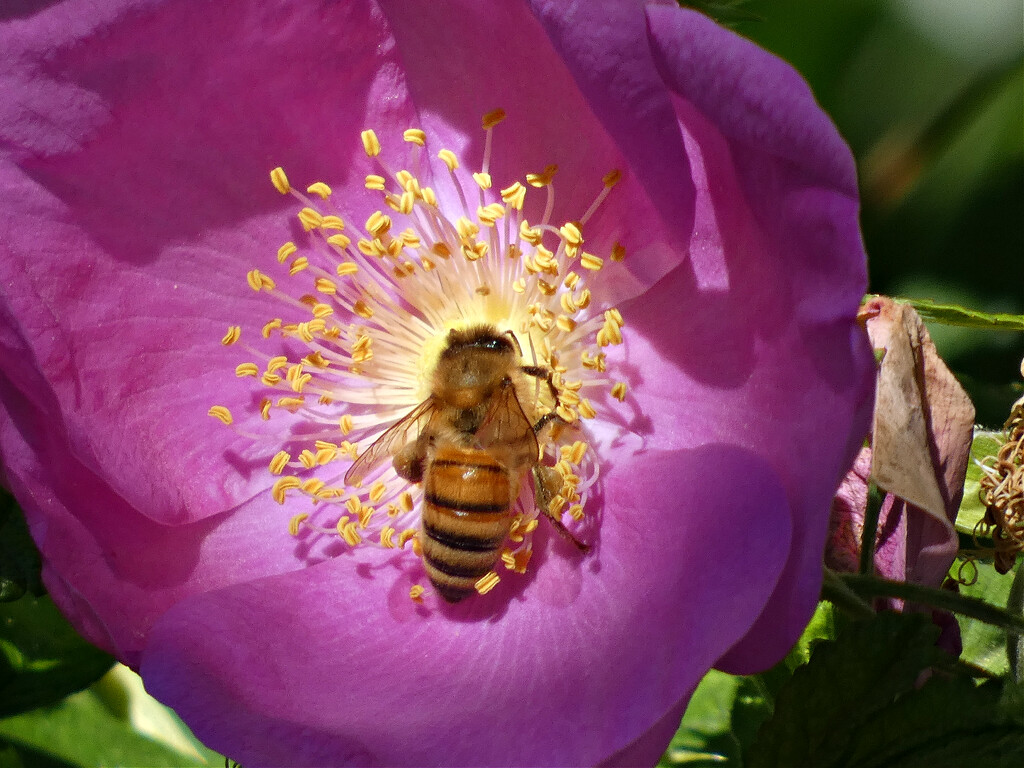 Just Bee... by seattlite