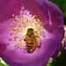 Just Bee... by seattlite