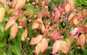1st Sep 2022 - Signs of Autumn
