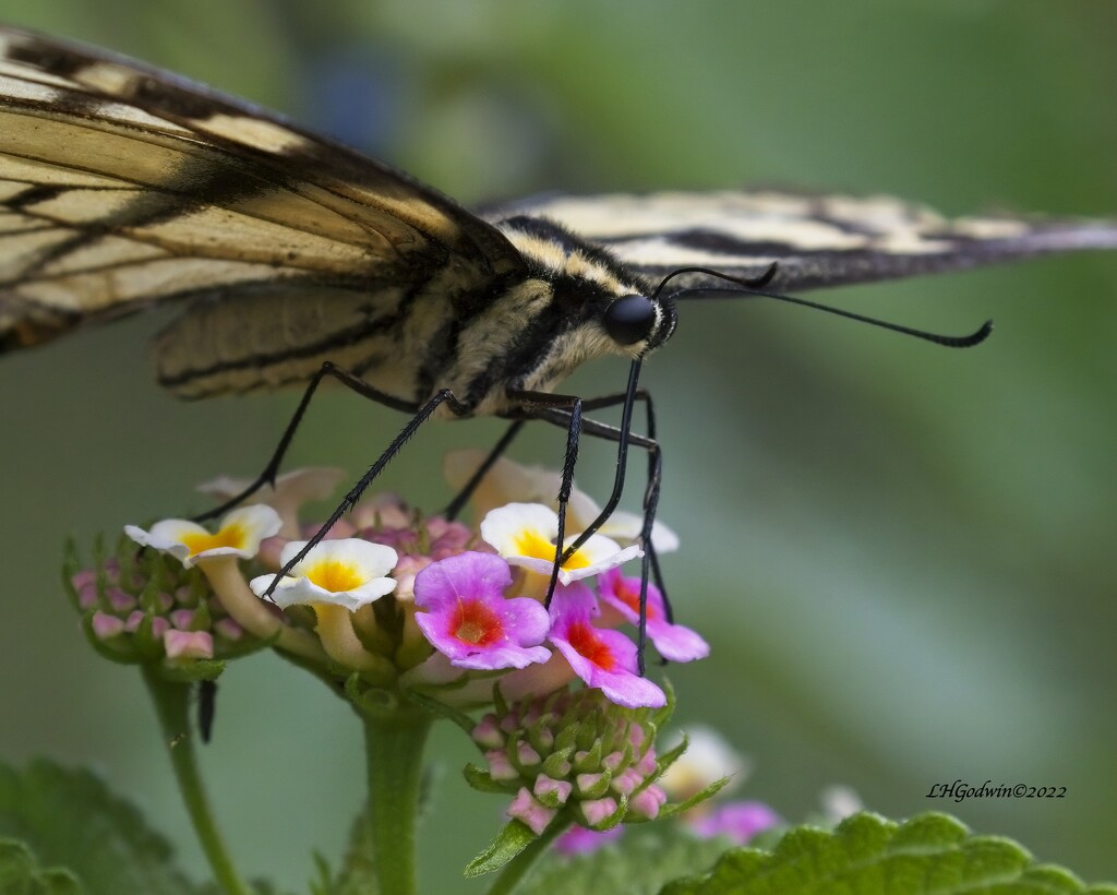 LHG_5160-swallowtail feeds by rontu