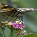 LHG_5160-swallowtail feeds by rontu