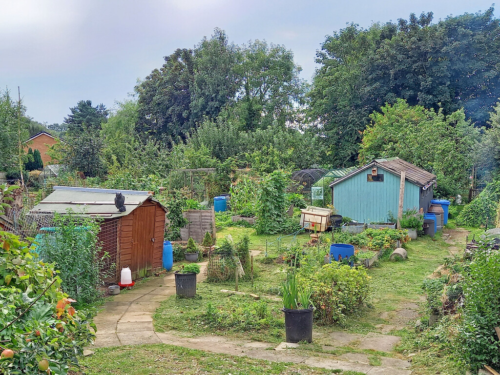 All quiet at the allotments by marianj