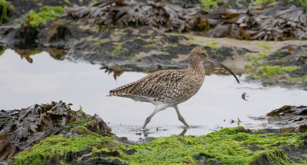 Curlew by lifeat60degrees