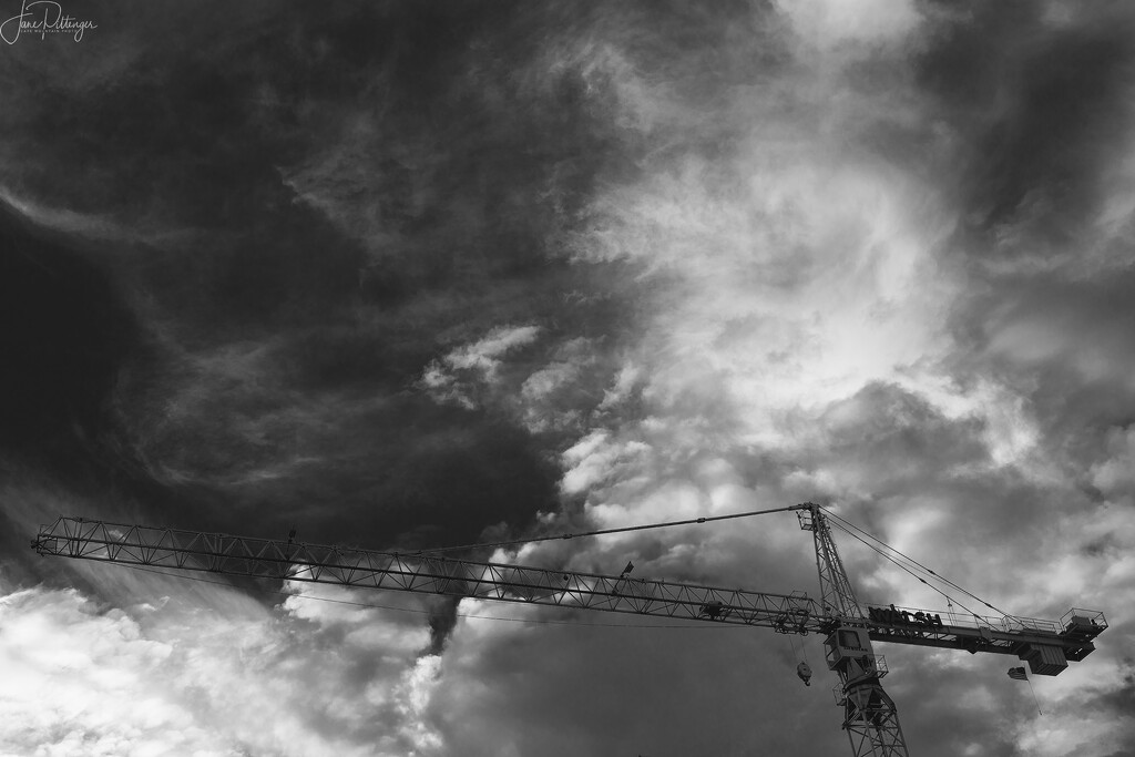 Black and White Crane by jgpittenger