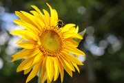 1st Sep 2022 - The Sunflower & the Bee