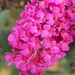 Buddleia Blossom by cataylor41