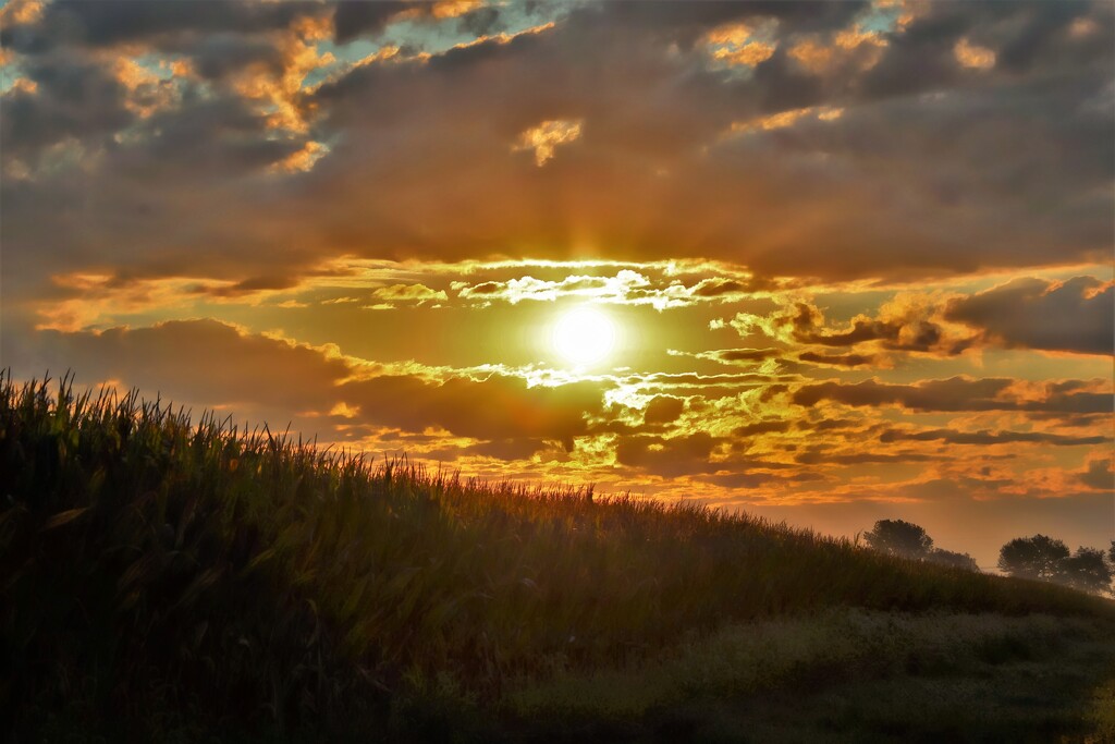 Sunrise Over the Cornfield by lynnz