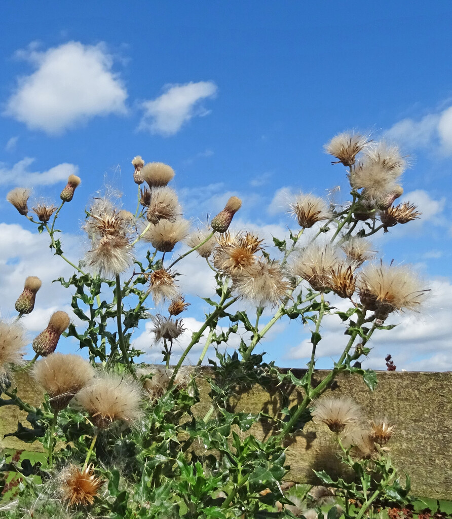 Thistle spores and clouds by marianj