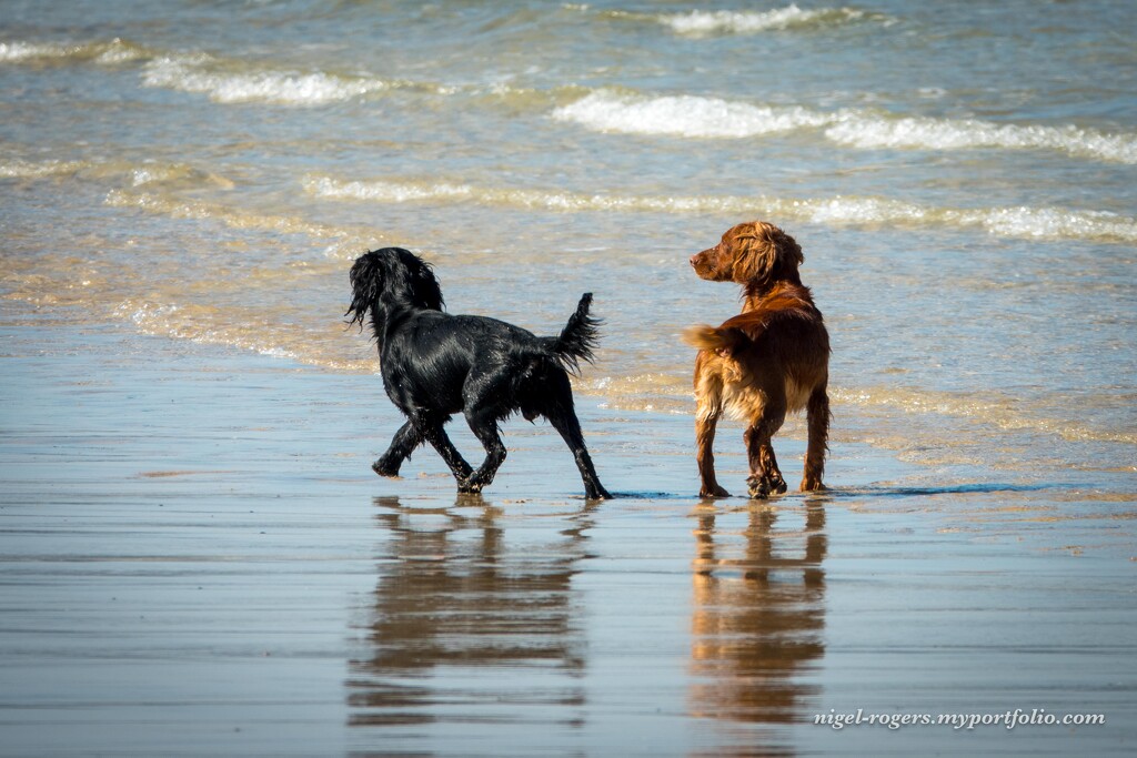 Doggy Paddle 2 by nigelrogers