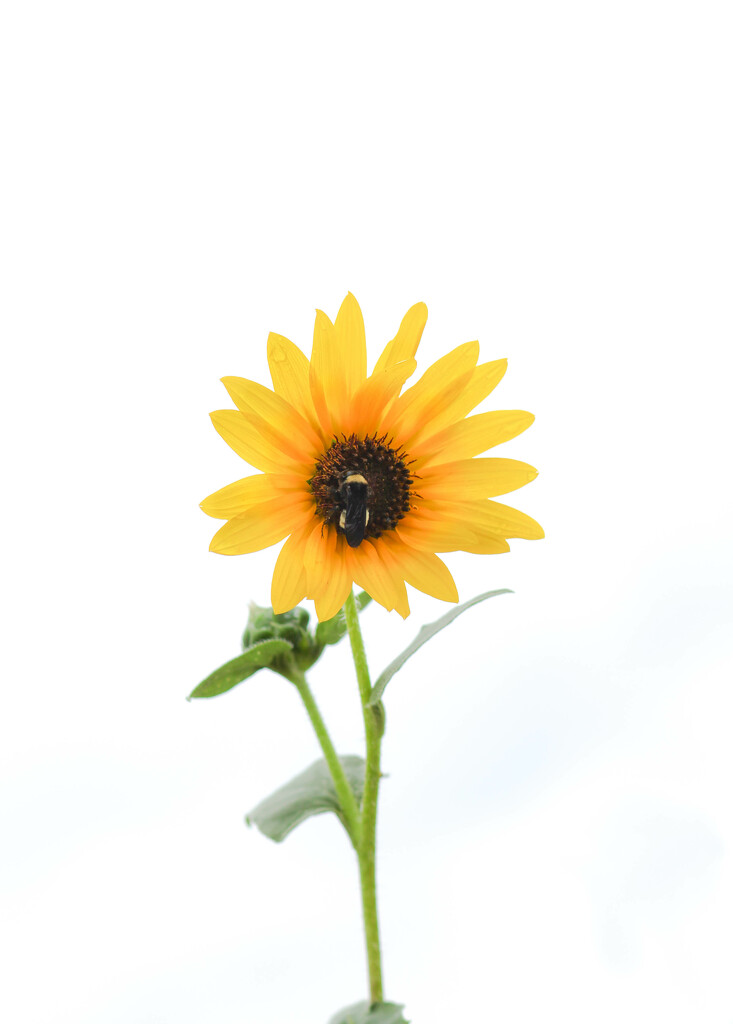 One Sunflower by judyc57