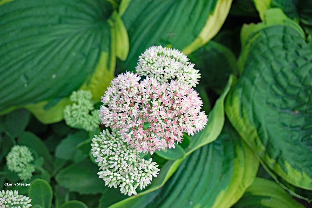 Orpine by larrysphotos