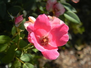 1st Sep 2022 - Pink Flower 