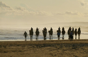 2nd Sep 2022 - Camels Emerging From the Sea Mist