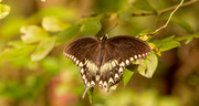 1st Sep 2022 - Palamedes Swallowtail Butterfly!
