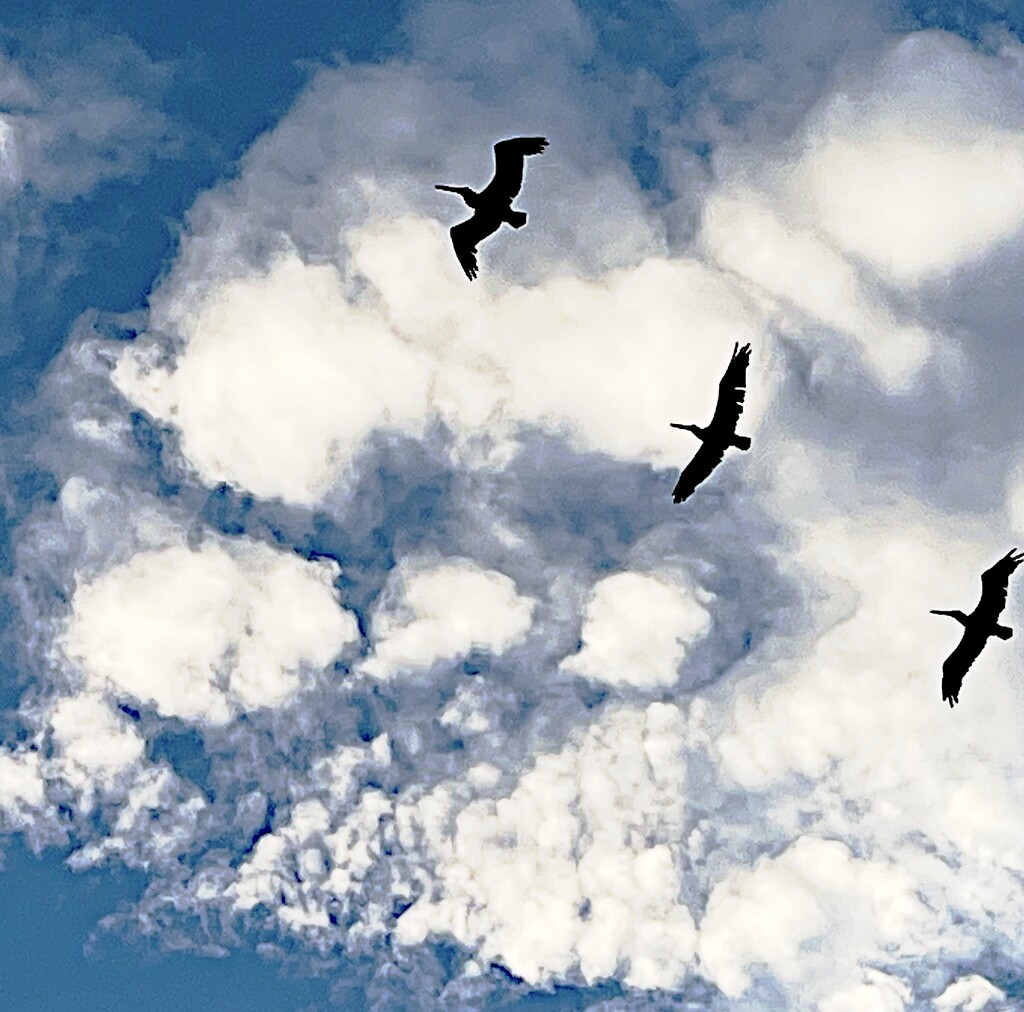 Pelicans soar beneath the clouds by congaree