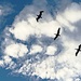 Pelicans soar beneath the clouds by congaree