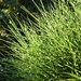 Porcupine Grass by mamabec