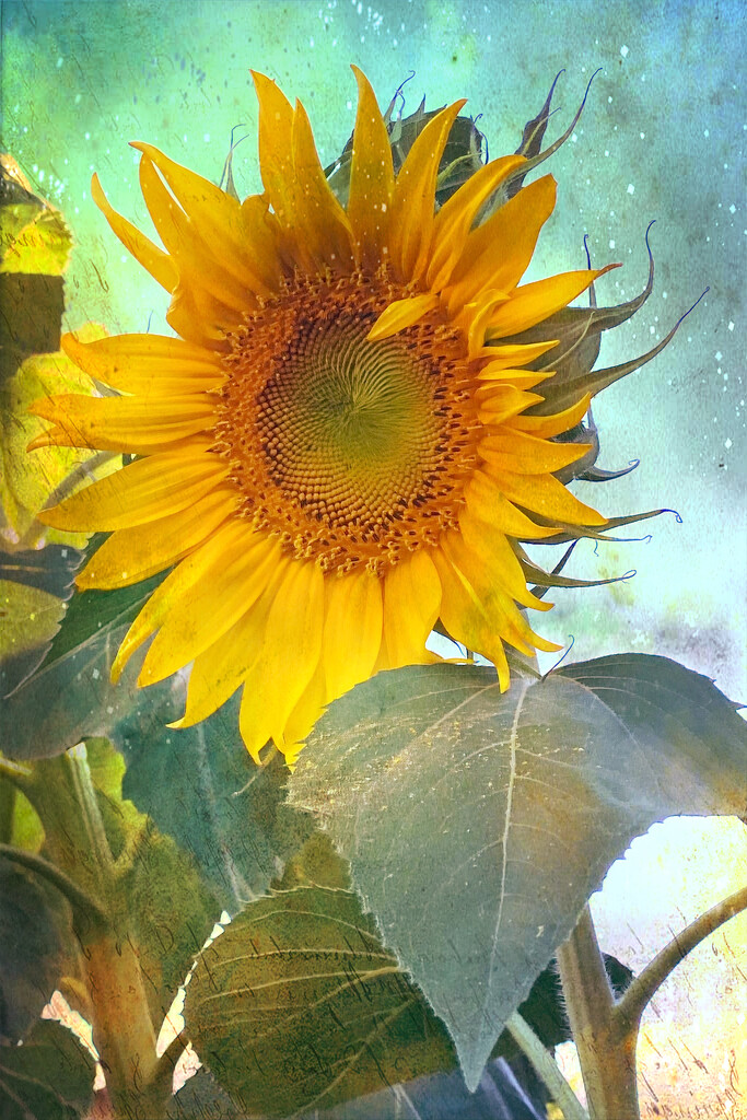 Sunflower by joysfocus