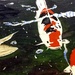Swimming around painting  by stuart46