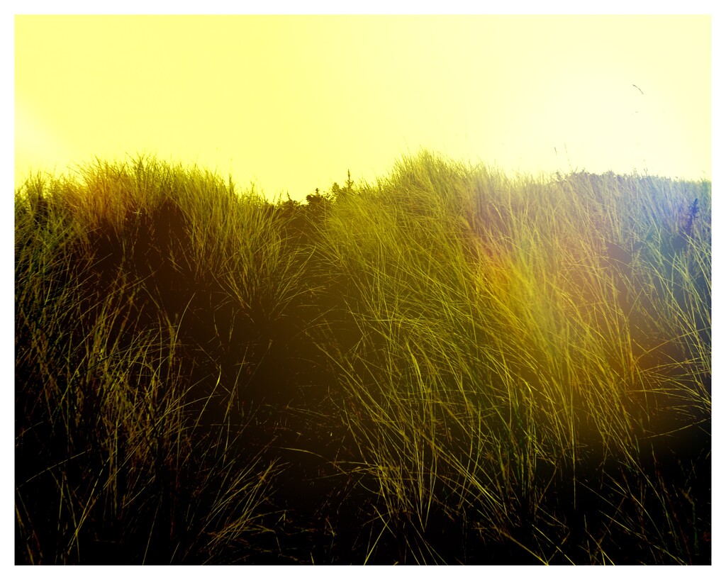 Golden Grass by ajisaac