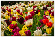 2nd Sep 2022 - Tip Toe Through The Tulips..