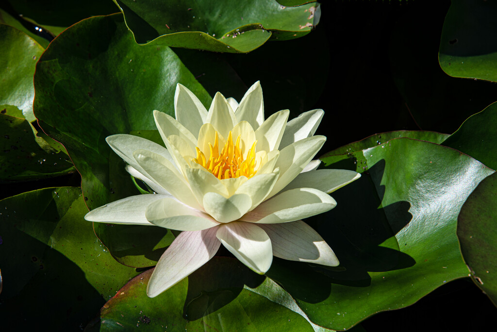 09-01 - Water lily by talmon