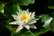 1st Sep 2022 - 09-01 - Water lily