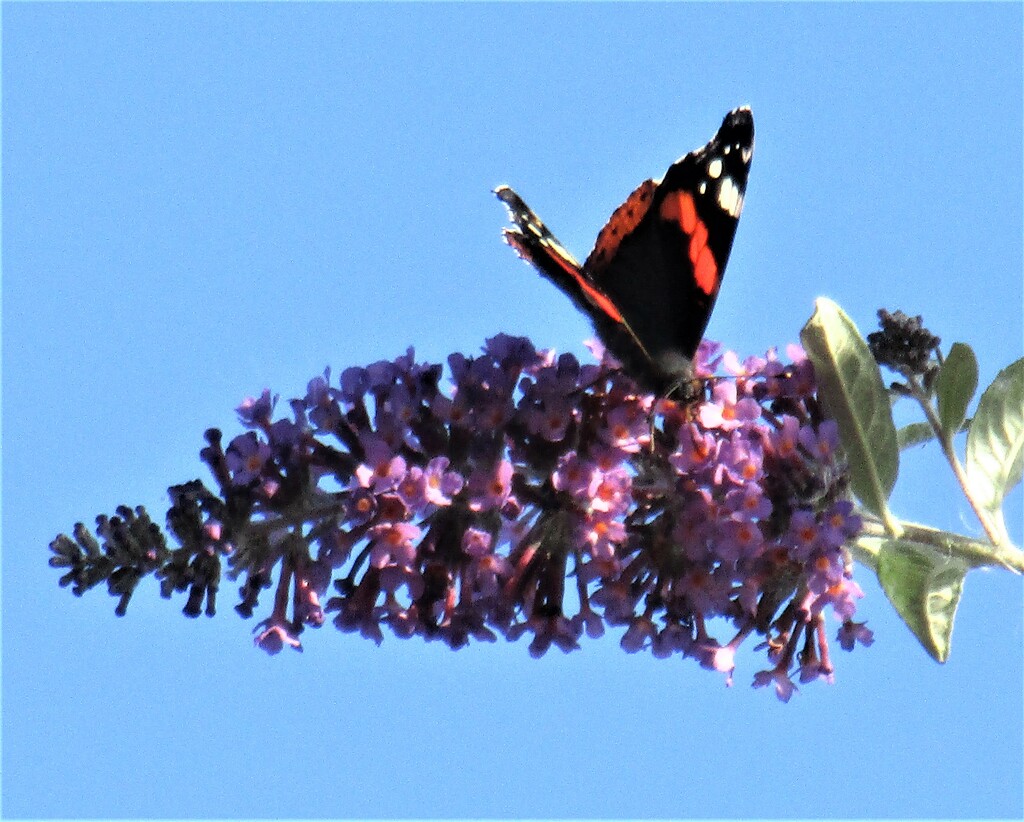 Blue sky, buddleia and Red Admiral by grace55