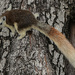 Squirrel  by lumpiniman