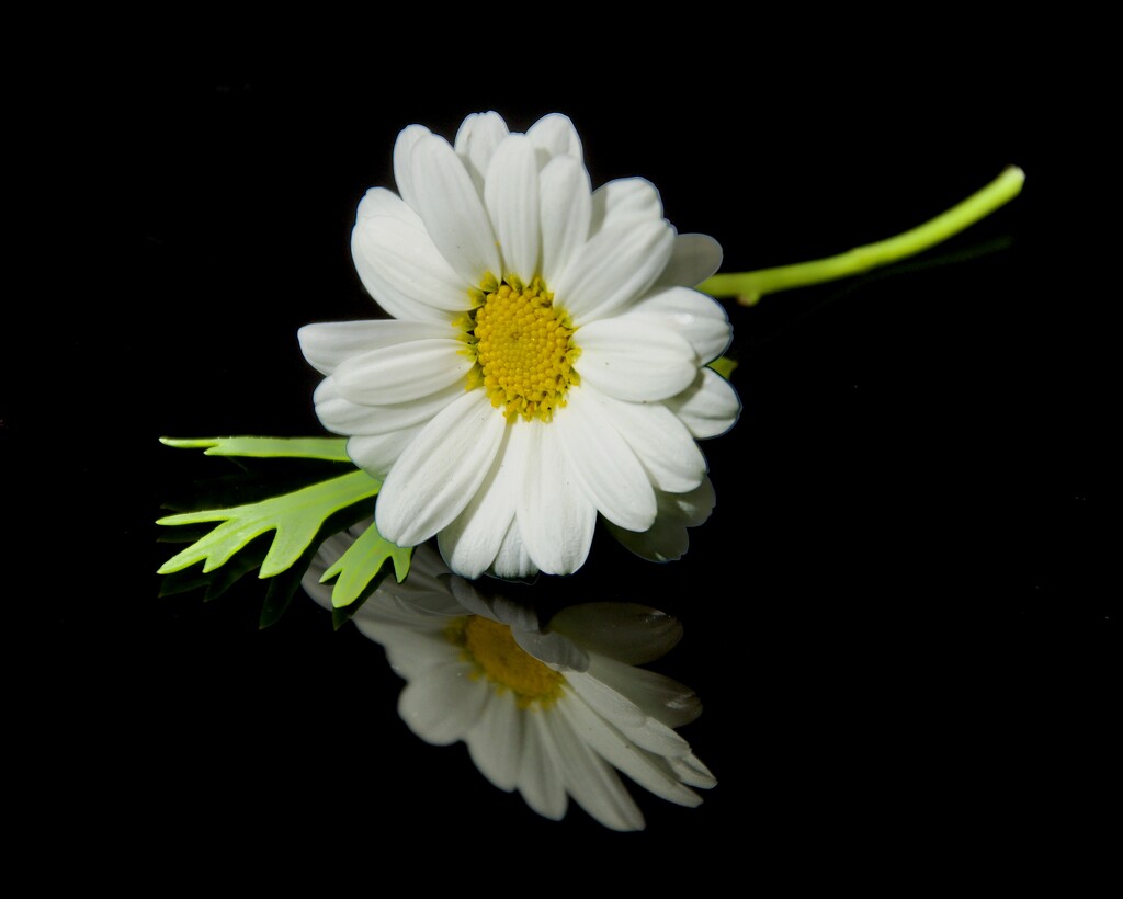 A Daisy For Today DSC_3458 by merrelyn
