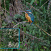 Kingfisher by 30pics4jackiesdiamond