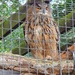 Ozzie Owl by rosiekind