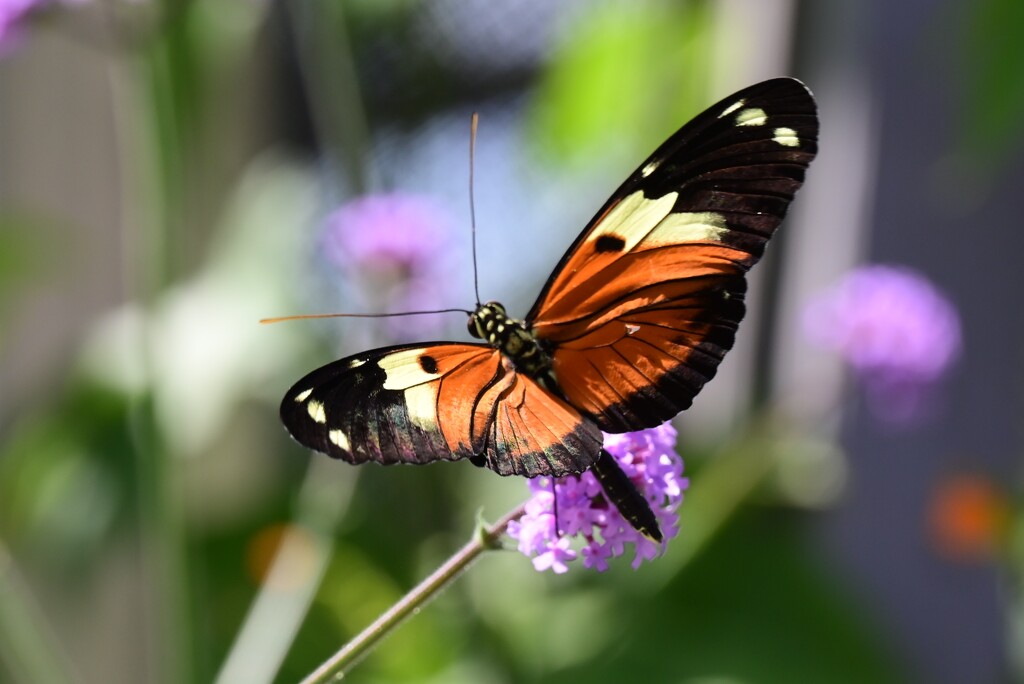 Butterfly by mdaskin