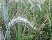 2nd Sep 2022 - Barley