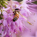 rocky mountain bee plant by aecasey