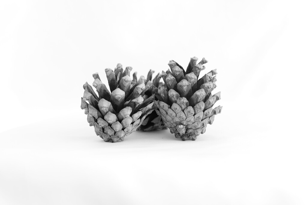 SOOC 2 - Pine Cones by phil_sandford