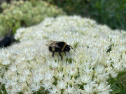1st Sep 2022 - Bumble Bee