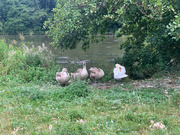 2nd Sep 2022 - Swan Family
