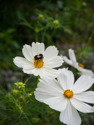 23rd Aug 2022 - Bee on a cosmos