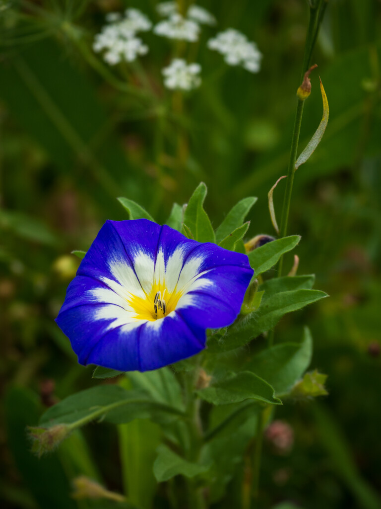 blue flower by josiegilbert