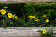 2nd Sep 2022 - Ashy Sunflowers Au Naturale
