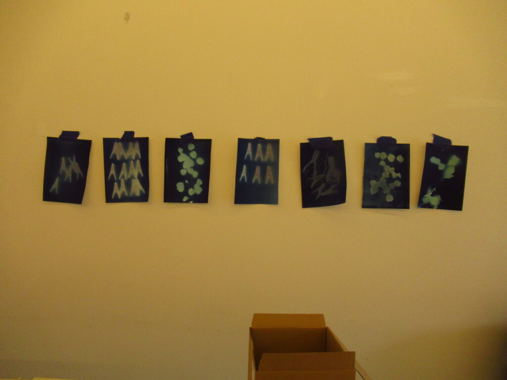 cyanotypes by anniesue