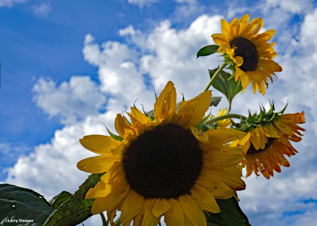 Sunflowers by larrysphotos