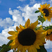 Sunflowers by larrysphotos