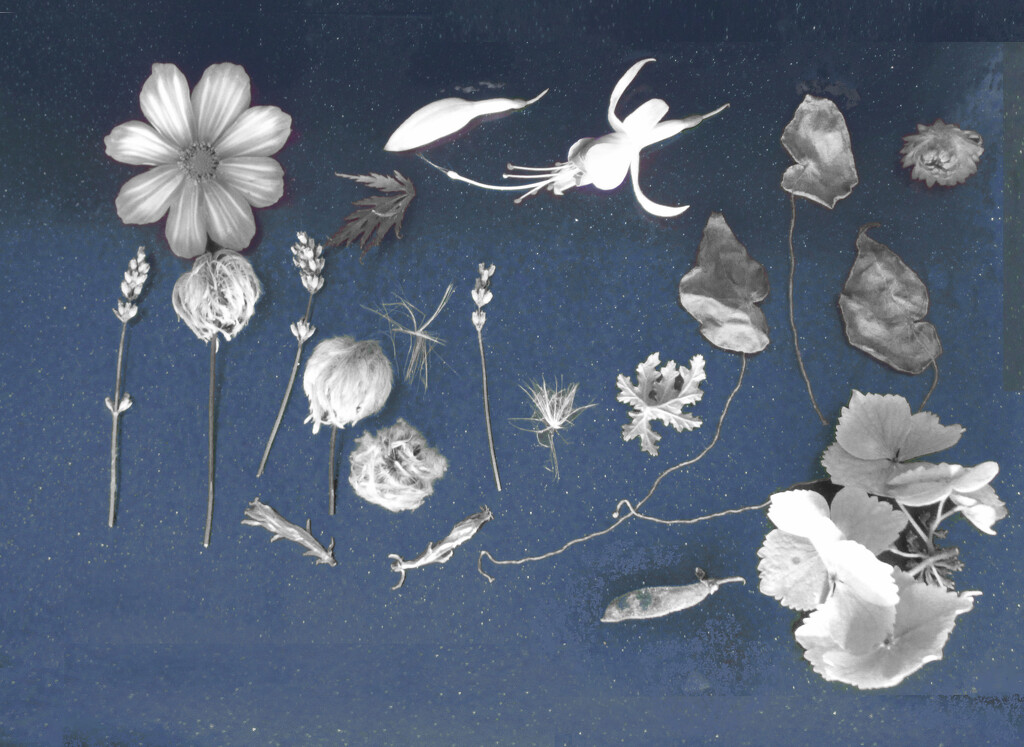 here's my "cyanotype" by anniesue