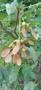 3rd Sep 2022 - Sycamore seeds