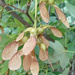 Sycamore seeds by 365projectorgjoworboys