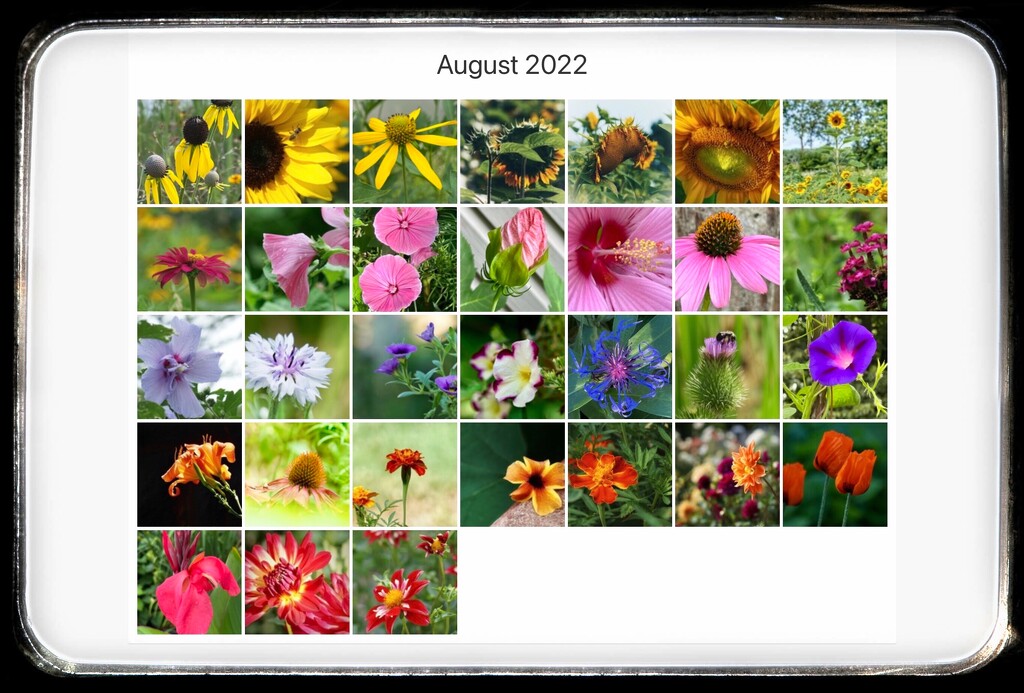 month of flowers by amyk